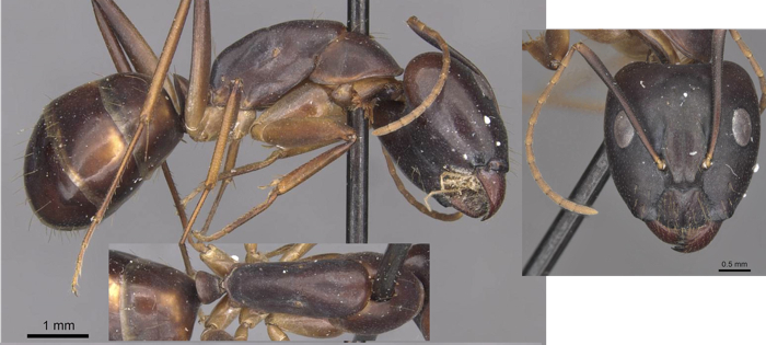 Camponotus pulvinatus
