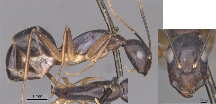 Camponotus pulvinatus