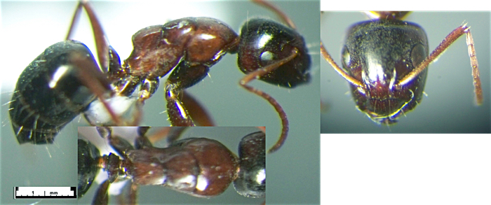Camponotus rebeccae minor