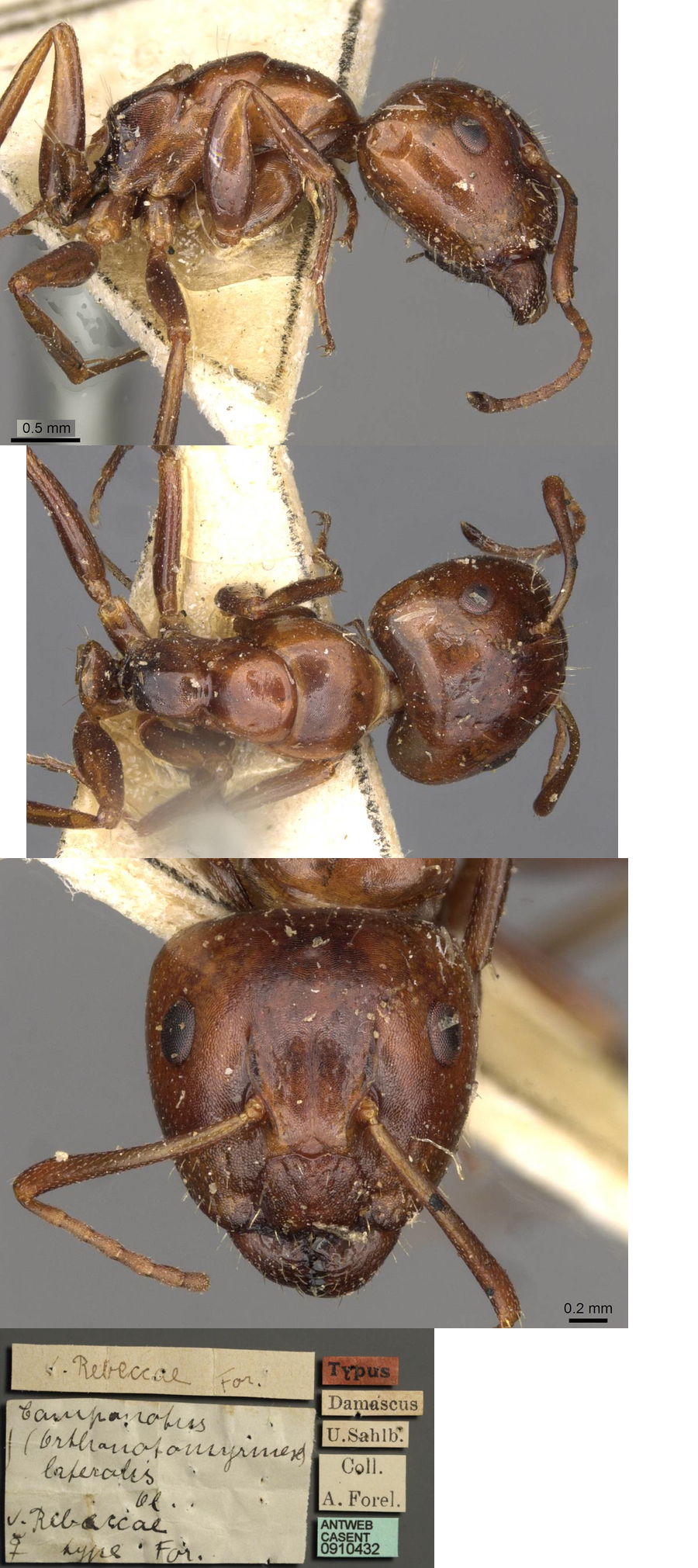 Camponotus rebeccae major
