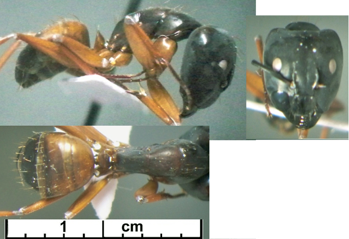Camponotus rubripes major