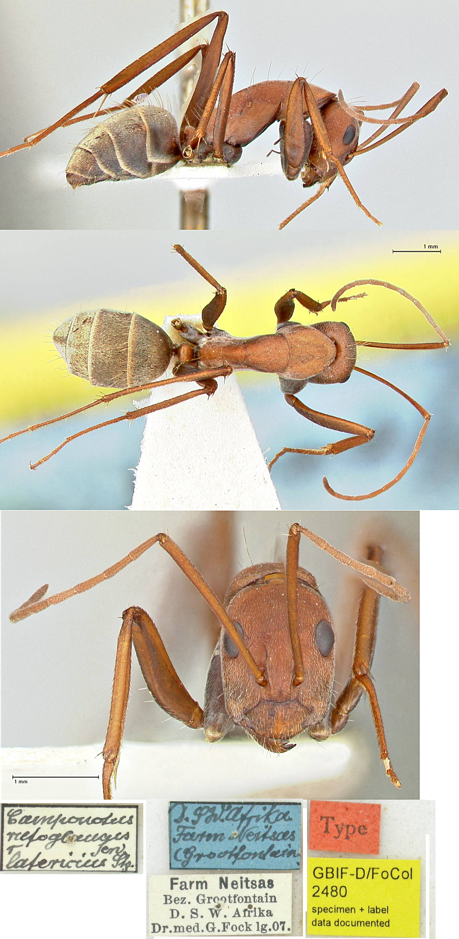 {Camponotus rufoglaucus latericius minor}