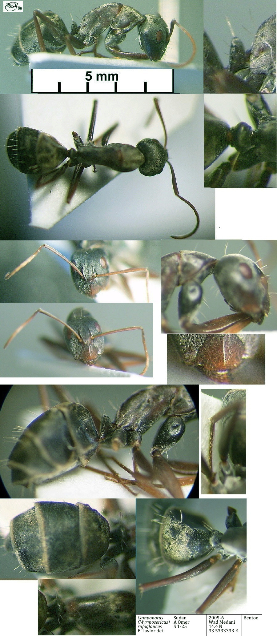 {Camponotus rufoglaucus media}