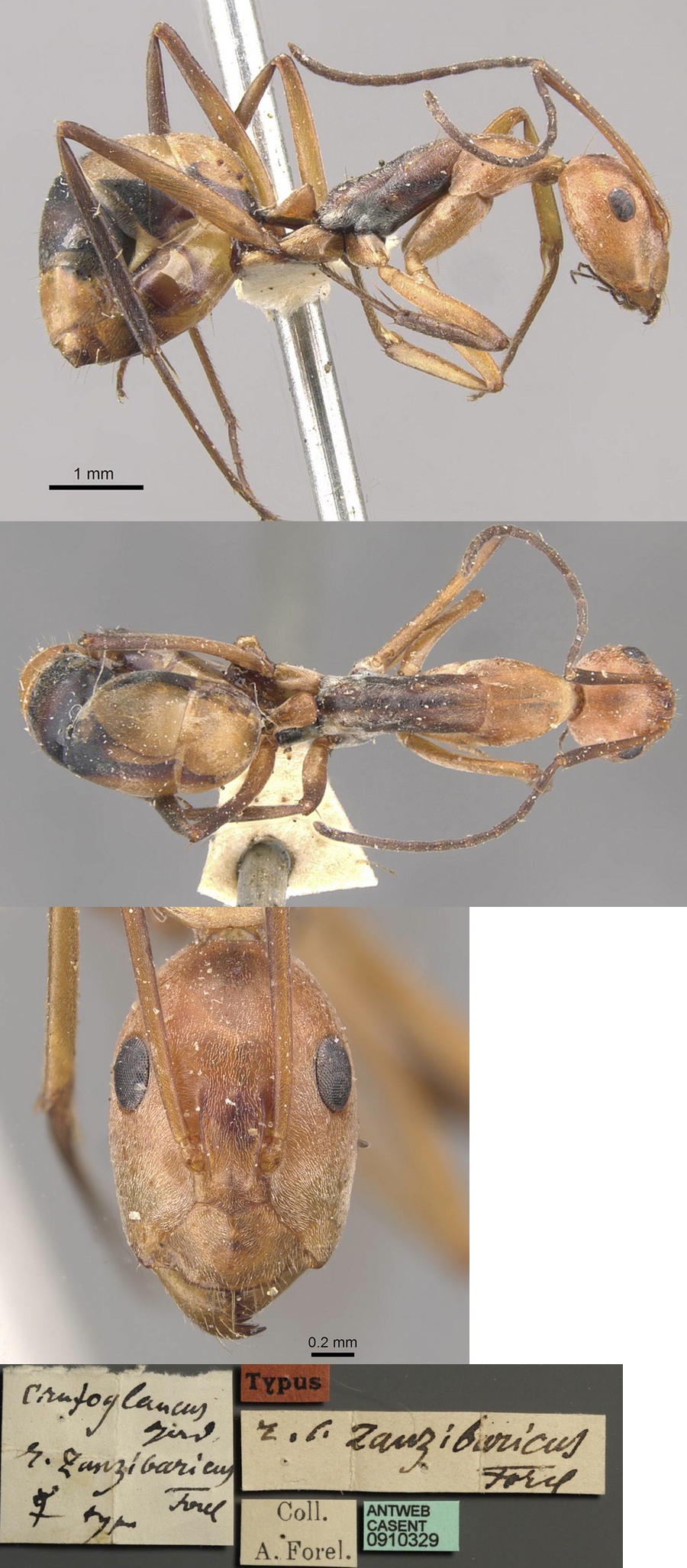 Camponotus zanzibarius minor