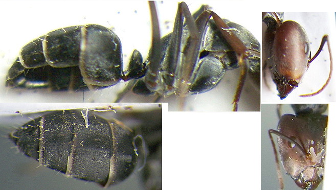 {Camponotus rufoglaucus major Congo}