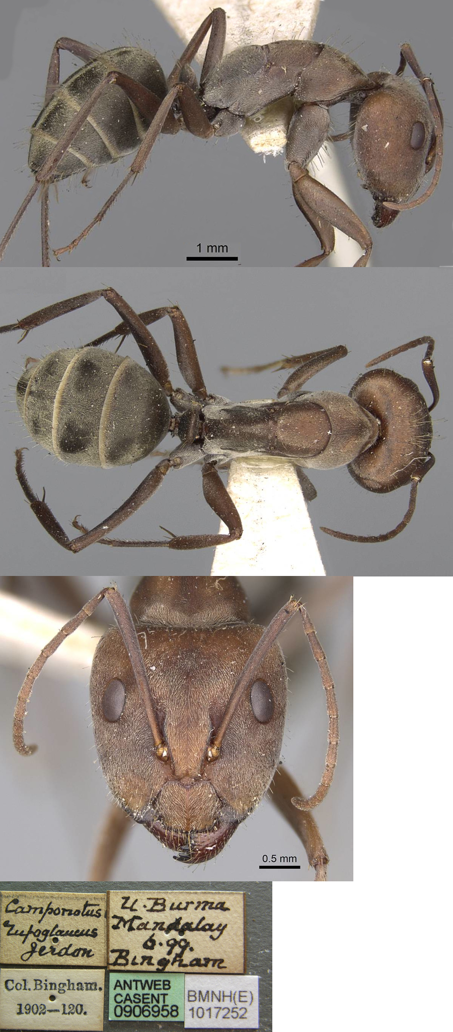 {Camponotus rufoglaucus type major}