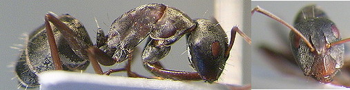 {Camponotus rufoglaucus minor}