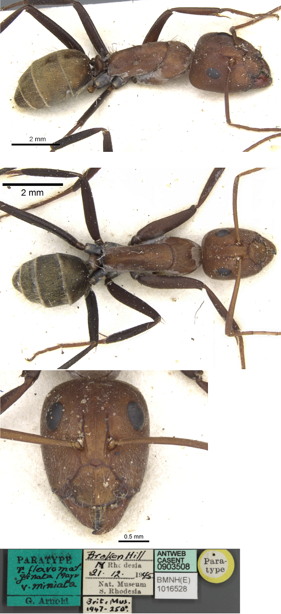 Camponotus miniata major