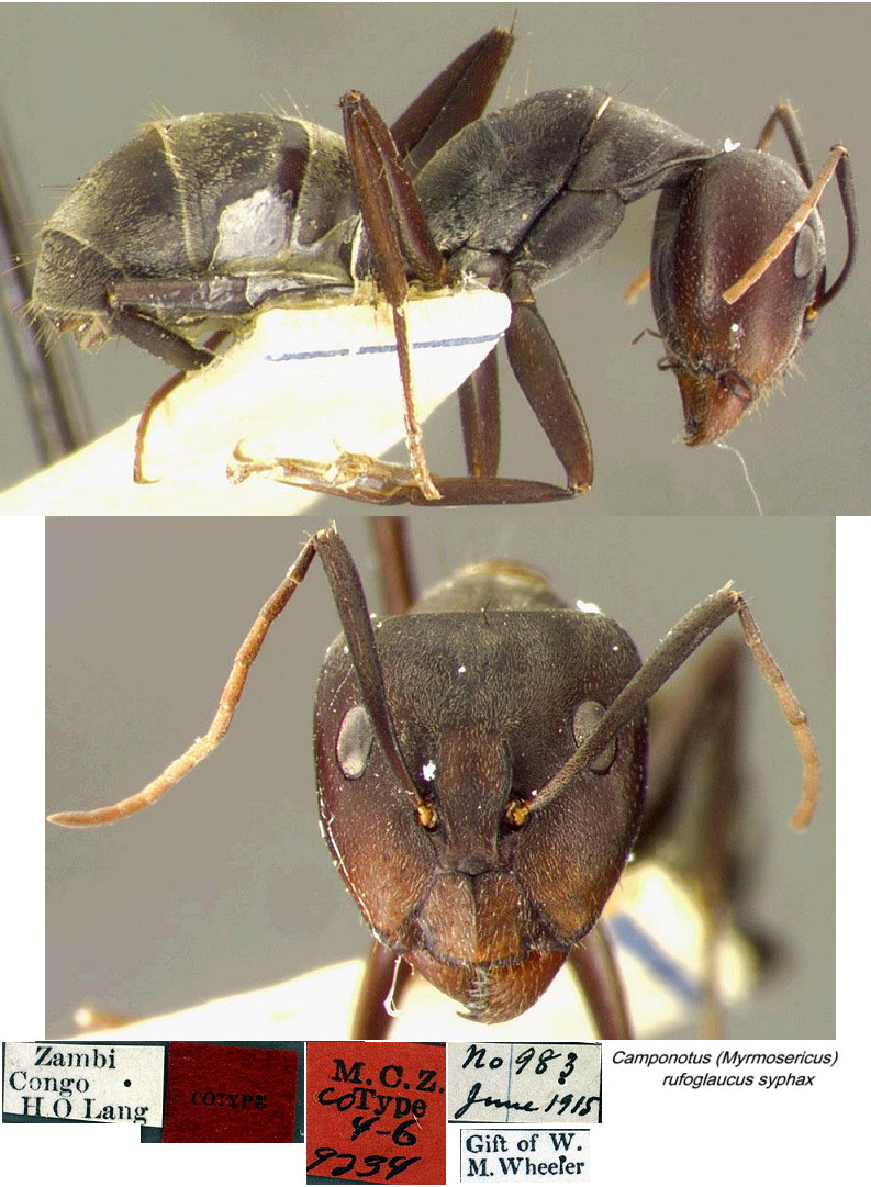 {Camponotus rufoglaucus syphax}