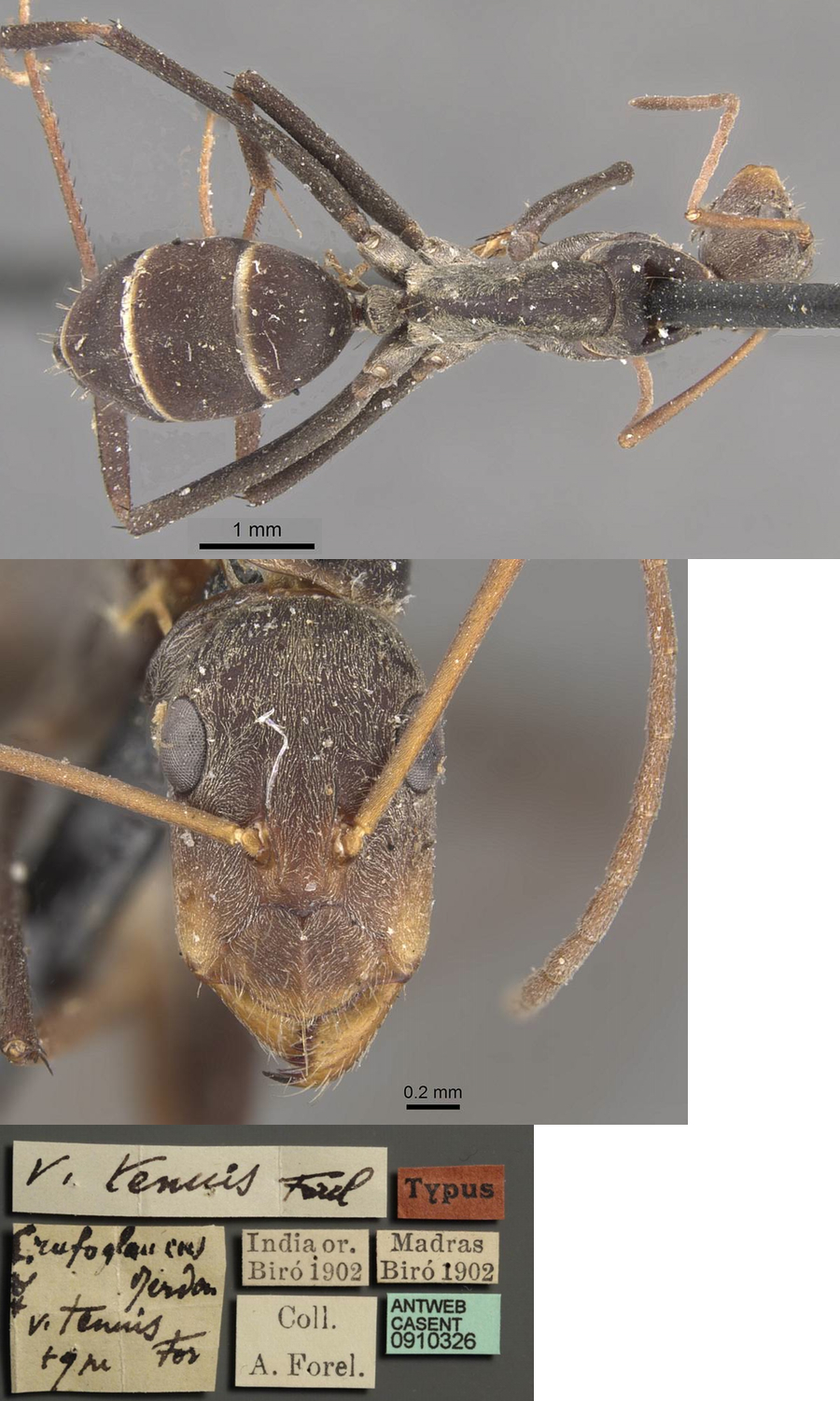 {Camponotus rufoglaucus type major}