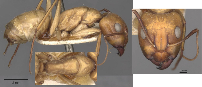 Camponotus ruzskyellus major