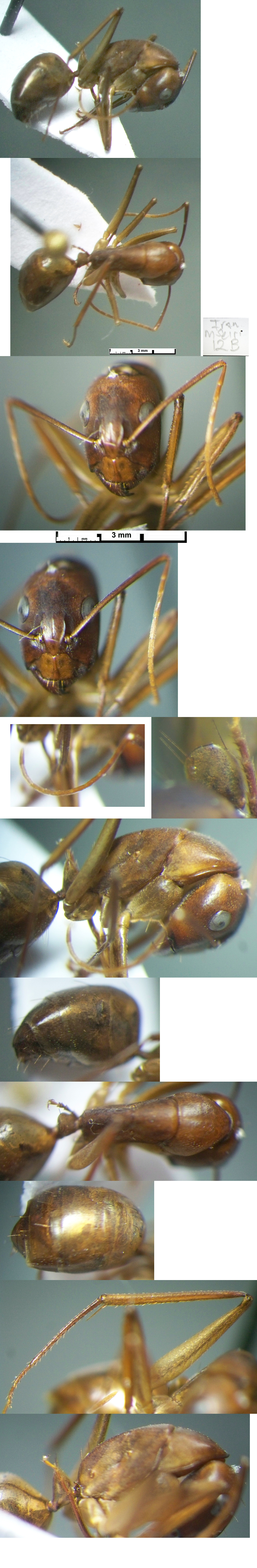 {Camponotus ruzskyellus minor}