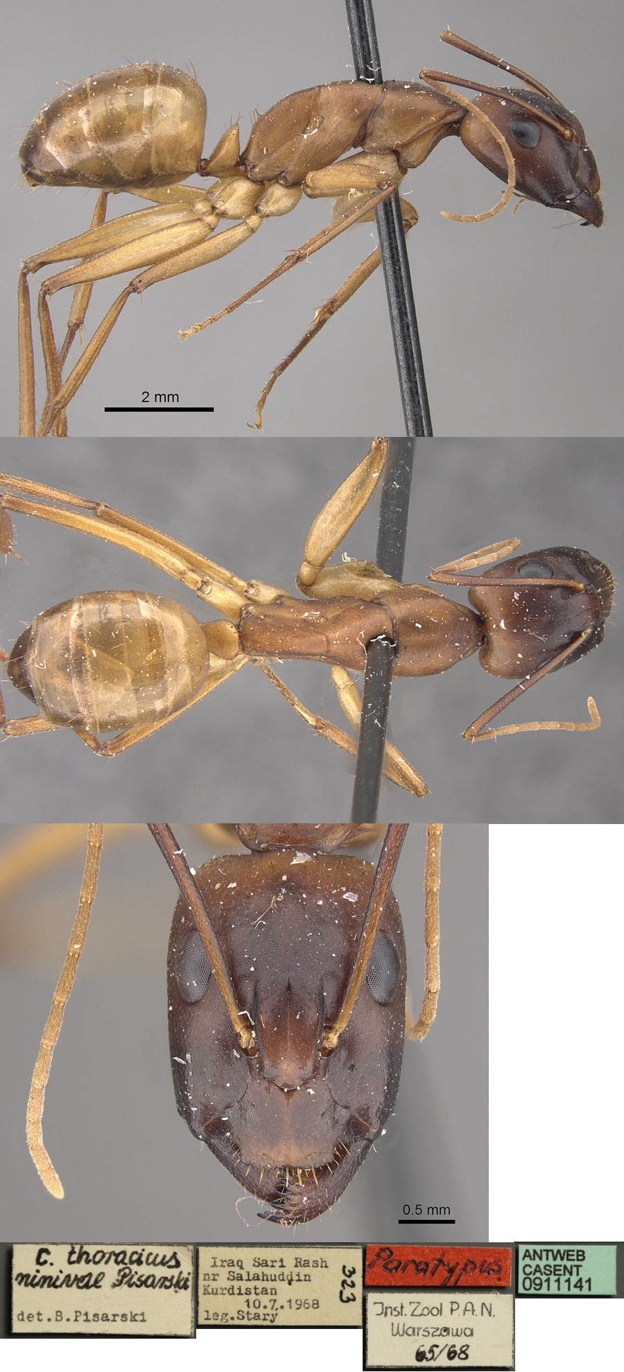 Camponotus ruzskyellus minor