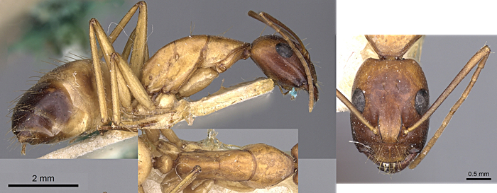 Camponotus sanctus minor