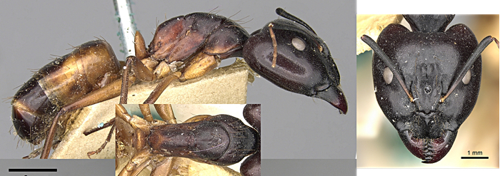 Camponotus sanctus major