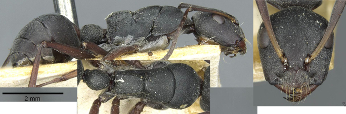 Camponotus sankisianus