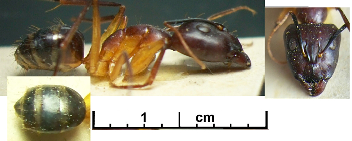 Camponotus sarmentus major