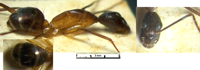 Camponotus sarmentus minor