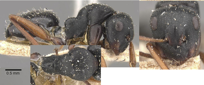 Camponotus scalaris minor
