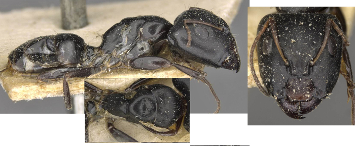Camponotus (Myrmosaga) schoutedeni