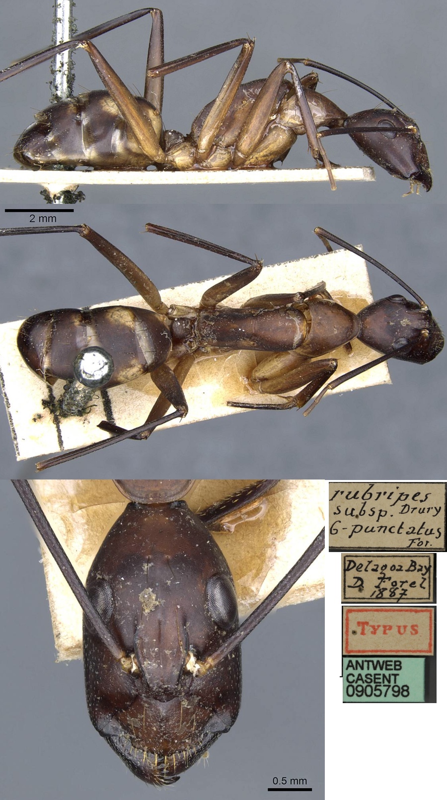 {Camponotus sexpunctatus minor}