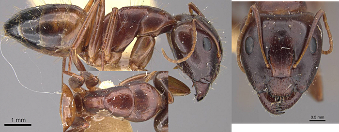Camponotus shaquavalensis