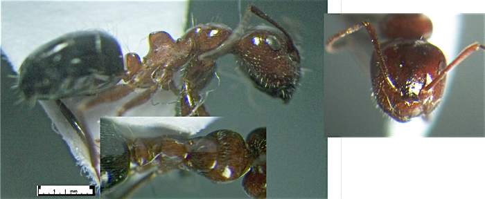 Camponotus staryi major