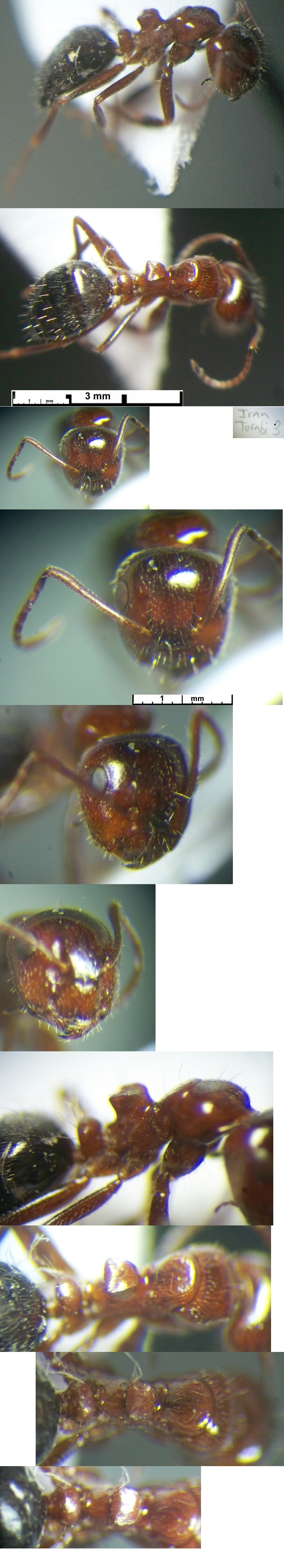 Camponotus staryi minor