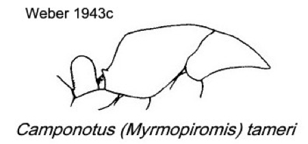 {Camponotus (Myrmopiromis) tameri}