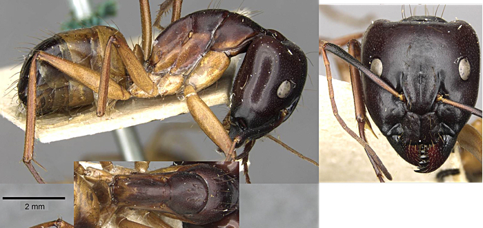 Camponotus thoracicus sanctoides