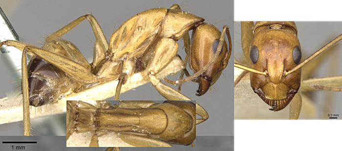 Camponotus thoracicus minor