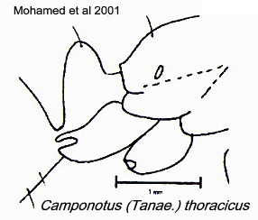 {Camponotus (Tanaemyrmex) thoracicus}
