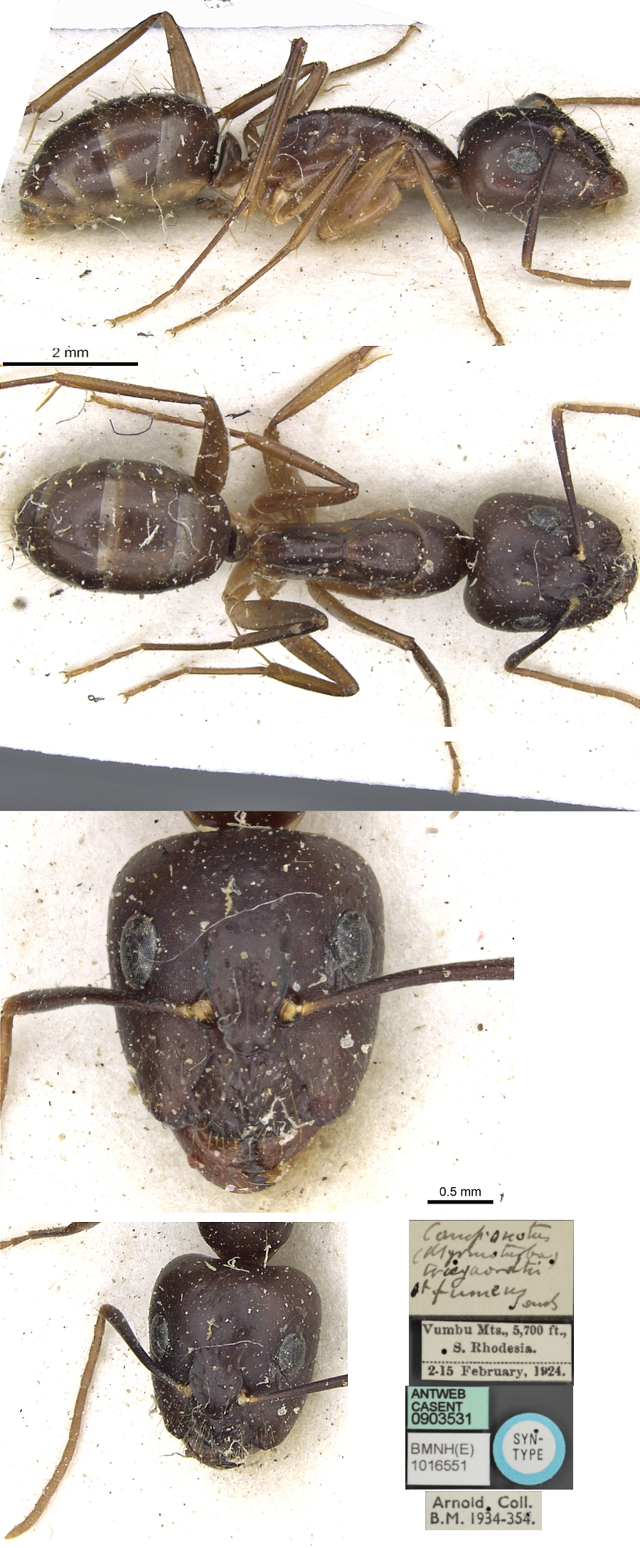 Camponotus traegaordhi fumeus major