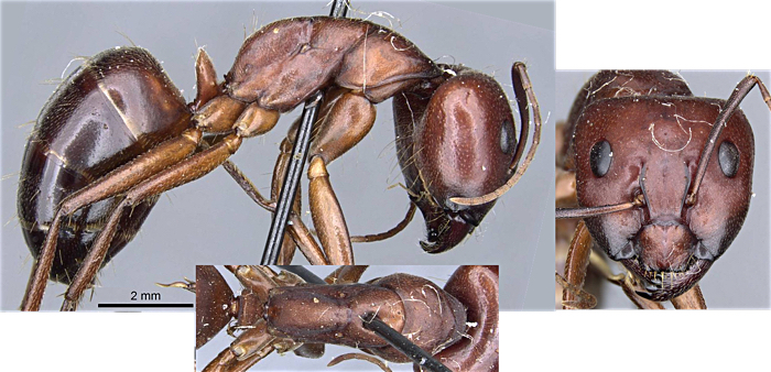 Camponotus turkestanicus major