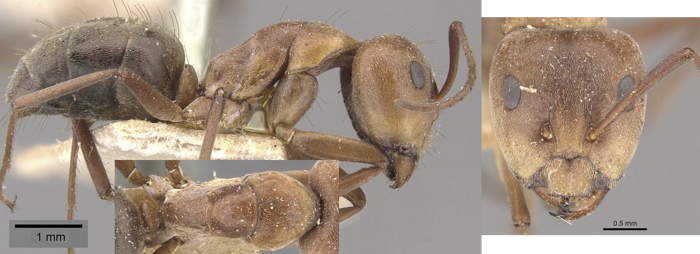Camponotus valdeziae major