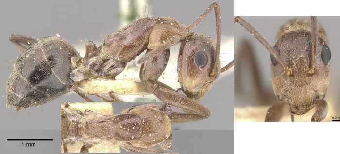 Camponotus valdeziae minor