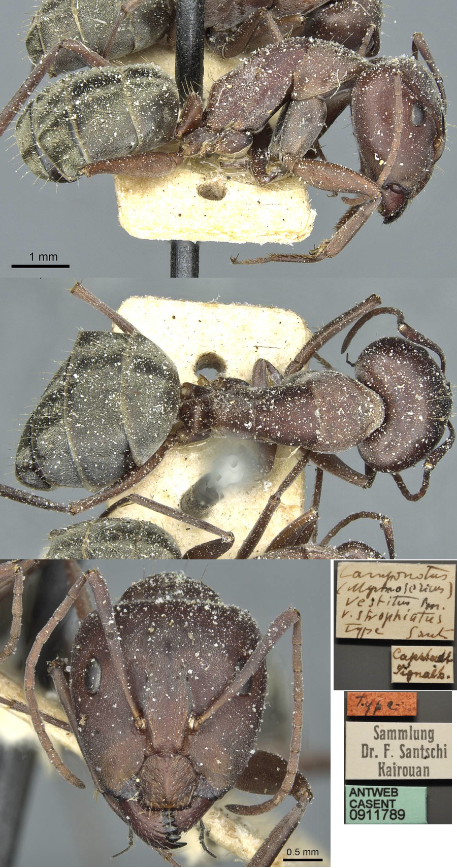 {Camponotus vestitus strophiatus major}