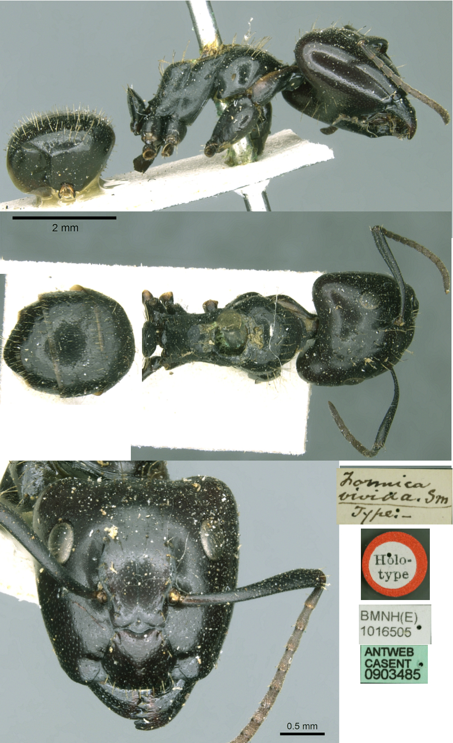 Camponotus vividus major