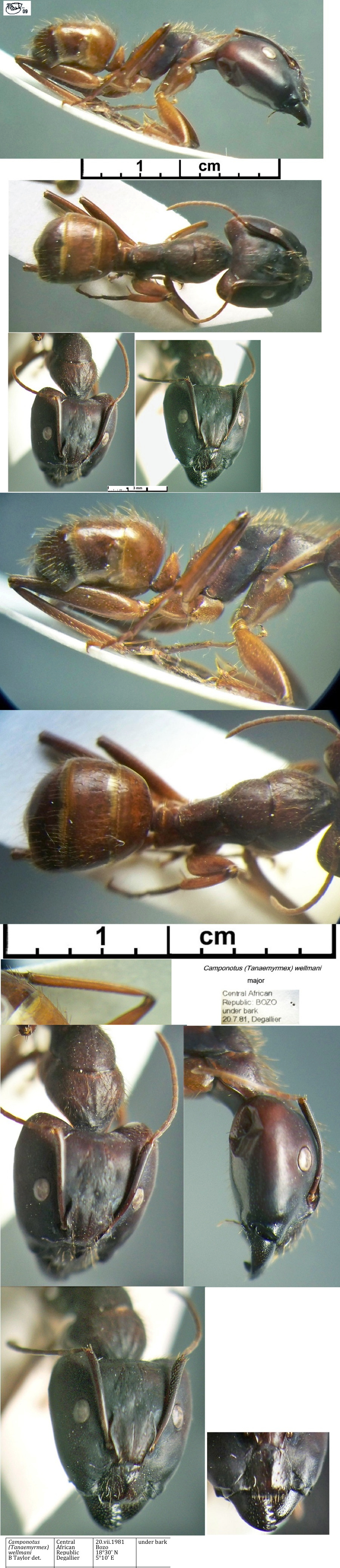 {Camponotus wellmani major}