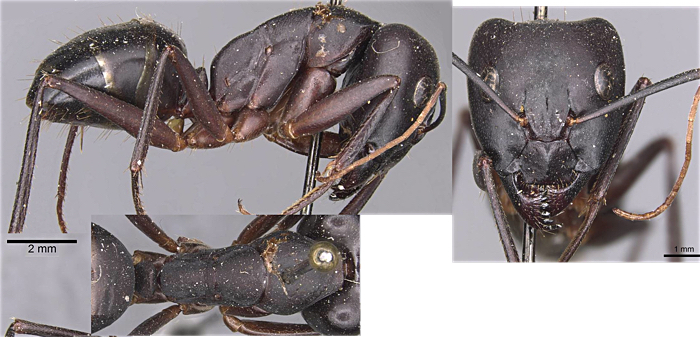 Camponotus xerxes major