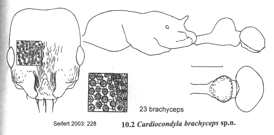 Cardiocondyla brachyceps