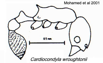 {Cardiocondyla sp}