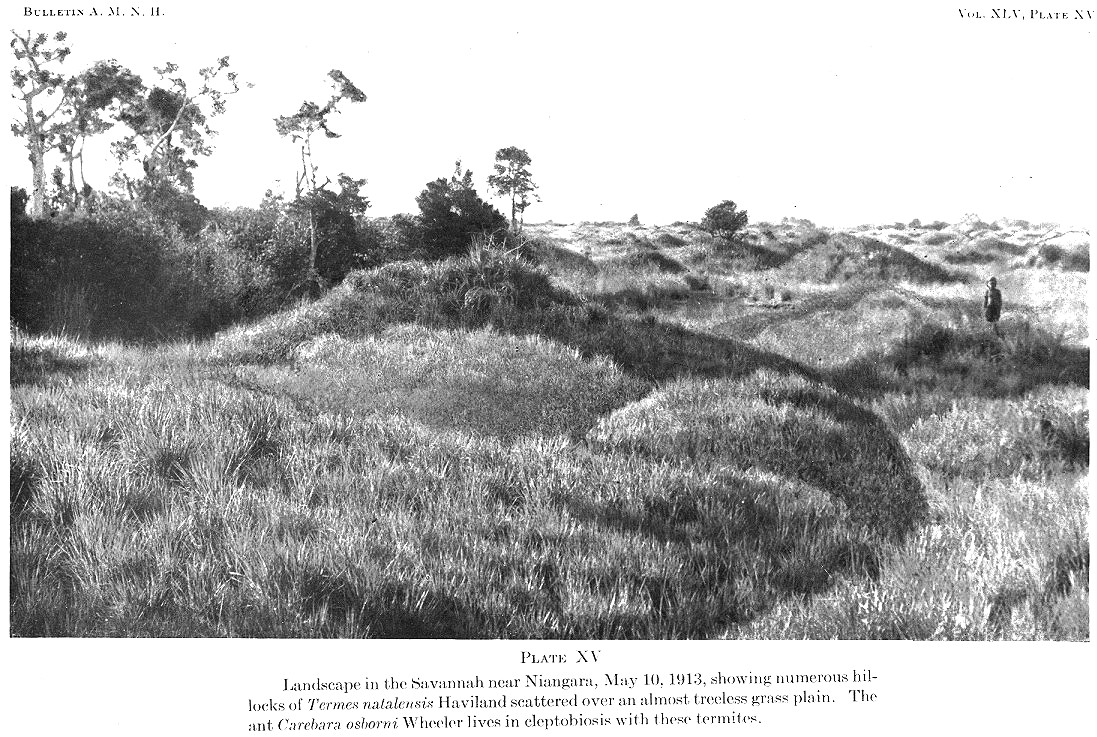 {habitat of Carebara osborni}