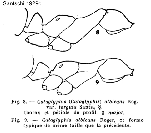 Cataglyphis albicans