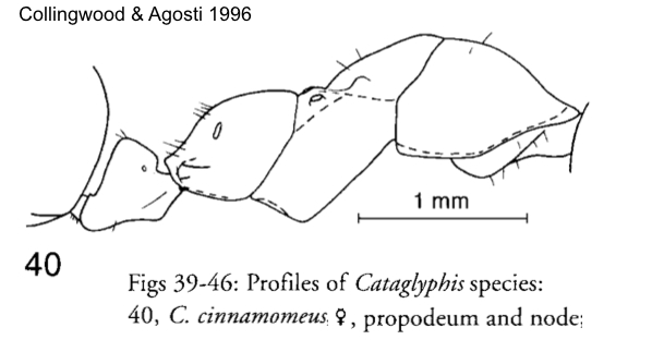 Cataglyphis cinnamomeus