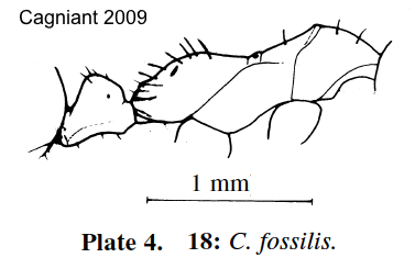 Cataglyphis fossilis