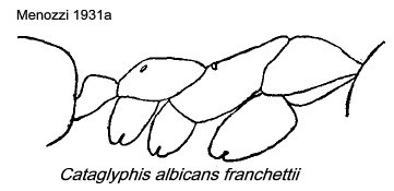 {Cataglyphis albicans franchettii}