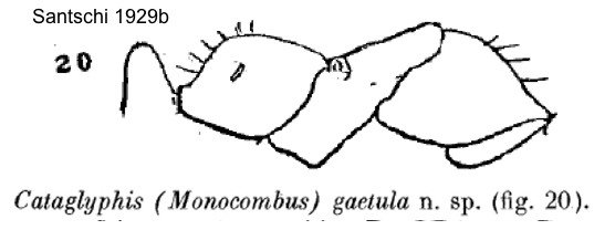 Cataglyphis gaetula worker