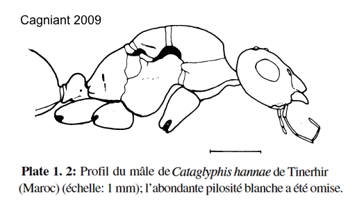 Cataglyphis otini
