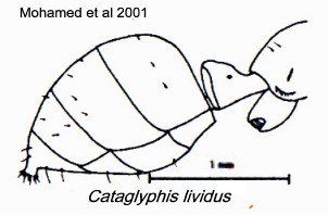 {Cataglyphis lividus}